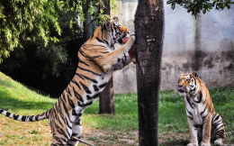 Al Bioparco ghiaccioli per leoni, ippopotami, lontre e tigri