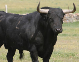 Agricoltore incornato da un toro: è grave