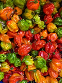La sagra del peperone