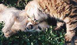 Pet Expo 2023: A Tutta Coda