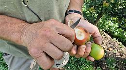 Il caldo eccezionale 'scotta' la frutta