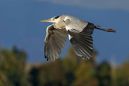 La riserva naturale a due passi dalla città dove vivono gli aironi cenerini
