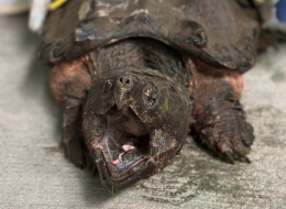 Tartaruga "alligatore" di 15 kg trovata in un rio vicino ad un parco giochi!