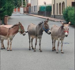 Tre asinelli vagano per le vie del paese: salvati da cittadini e polizia