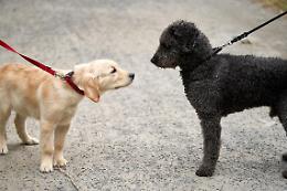 "L'area cani non è il gabinetto pubblico degli animali"