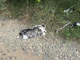 Orrore. Gattina strangolata, uccisa e abbandonata per strada