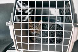 Cerca di disfarsi del gatto gettandolo nel torrente: condannata a 53 giorni di reclusione