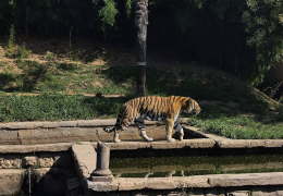 Zoom Torino: un paradiso per gli amanti della fauna selvatica nel cuore dell'Italia