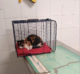 Salva una gattina investita che aveva da poco partorito: ora si cercano i cuccioli 
