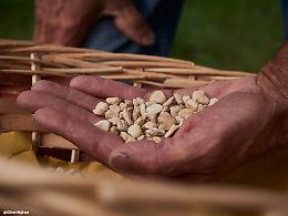 Riscoperto e Celebrato: Il Moco delle Valli della Bormida Ora Presidio Slow Food