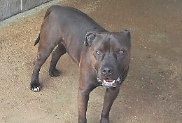 Un lieto fine per "Aci" il pitbull che volevano sopprimere