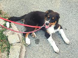 Accostano l'auto e abbandonano il cane a bordo strada