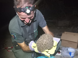 Ricci "addomesticati" catturati in periferia a Torino 