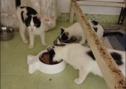 Cinque gatti abbandonati di fronte al rifugio per animali