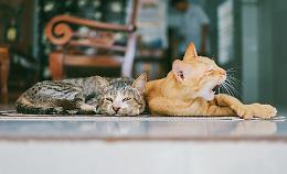 Falsi volontari della Lida minacciano di portare via due gatti