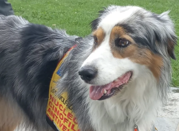 Bocconi avvelenati: Colosso chiede aiuto al cane poliziotto Myrtille