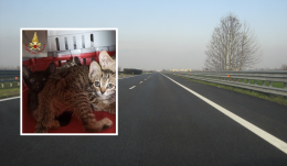 Gattini abbandonati in autostrada salvati dai Vigili del fuoco