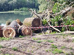 Alberi abbattuti al Sabbiunè di Chivasso, la rabbia social: "Che dolore!"