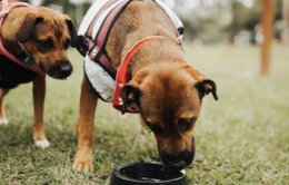 Appello all’assessore: “Serve un’area cani nel nuovo parco”