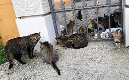 "Salvate i trenta gatti di Marcorengo!": appello al sindaco del paese