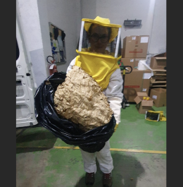 Enorme nido di calabroni al cimitero. Ce n'era anche uno dentro una tomba