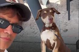 Gabriel Garko salva un cane abbandonato in autostrada
