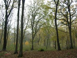 Sabato pomeriggio con l’Auser tra i colori del bosco autunnale