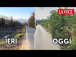 Hanno raso al suolo decine di alberi, ma la natura s'è ripresa tutto. Con gli interessi (VIDEO)