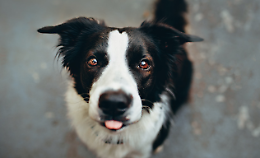 Si butta nella “rissa” tra cani e salva il suo Border Collie