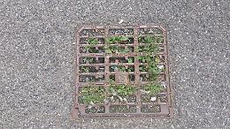 I residenti: &laquo;&Egrave; ora di pulire i tombini!&raquo;