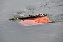 I pompieri recuperano l'Ape nel canale, i carabinieri la lasciano lì e i vandali la ributtano nel canale