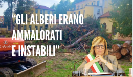 Strage di pini o riqualificazione? Risponde il sindaco: "Erano alberi pericolosi"