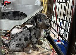 Racket dei cani online: scoperto allevamento abusivo con 100 animali (e tanti cuccioli) tenuti in gabbie piccole e con pochissima luce