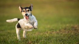 Un altro cane morto avvelenato: “Ora basta!”