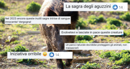 Rivolta su Facebook contro la sagra del cinghiale: "È una mattanza"