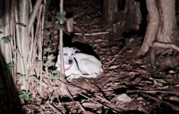 Lega la propria cagnolina ad un albero e l'abbandona nel bosco