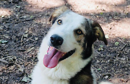 Chi vuole adottare Filippo? La mascotte del Comune di Ozegna cerca casa