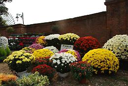 Fiorile a Moncalieri: l'autunno nei giardini del Castello Reale