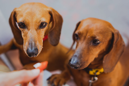 Sfrattata a calci e ceffoni: ora la casa c'è, ma niente cani!