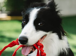 Vische, due più quattro e 6 a passeggio con il cane!