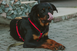 Rottweiler cade dalla finestra, grave una donna incinta