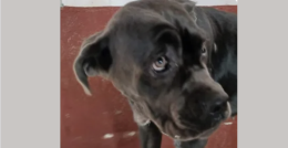 Tutto il Canavese si mobilita per la cagnolina malata
