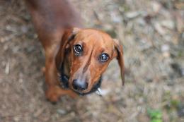 "Non si affitta ai cani", sfrattata è senza un tetto da due settimane