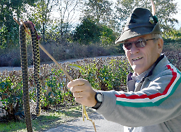 Biscia d'acqua da record trovata vicino al cimitero: "Sembrava un serpente"