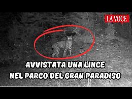 Avvistata una lince nel Parco del Gran Paradiso (video)