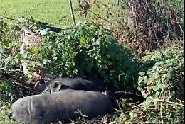 Assurdo: cacciatori uccidono due maiali e abbandonano i corpi nel campo (VIDEO)