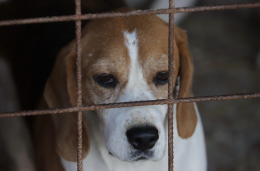 Lager per cani: ne tenevano 350 immobili solo per farli partorire