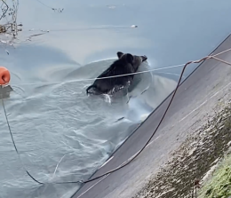 Ennesimo incidente nel canale Cimena: un cinghiale cade nel corso d'acqua 