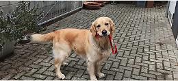 Il padrone muore in un terribile incidente e il cane scappa, scattano le ricerche: "Dov'è Adone?"