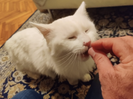 I proprietari anziani devono andare in RSA e il loro gatto si ritrova da solo